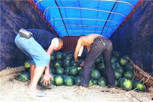 武冈吃瓜现场视频最新,全民围观的热闹一幕